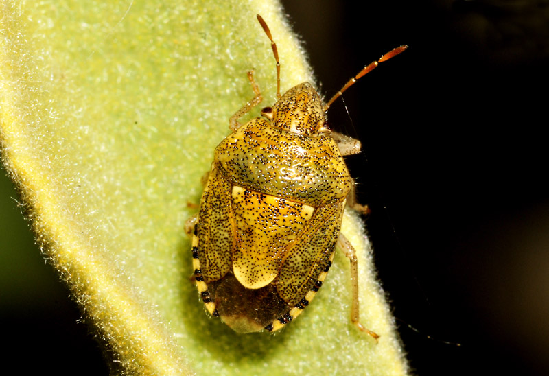 Pentatomidae: Staria lunata